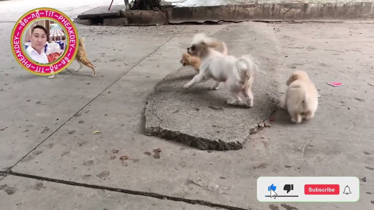 Dogs come together #youtube #dogsofinstagram #youtubedog #youtubeshorts #doglover #videodog