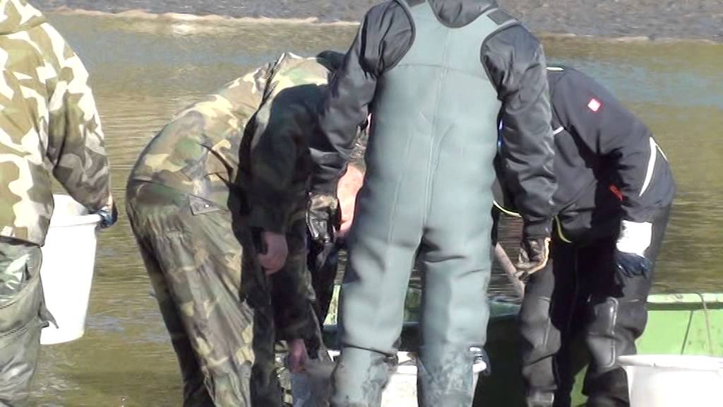 Abfischen am Russweiher