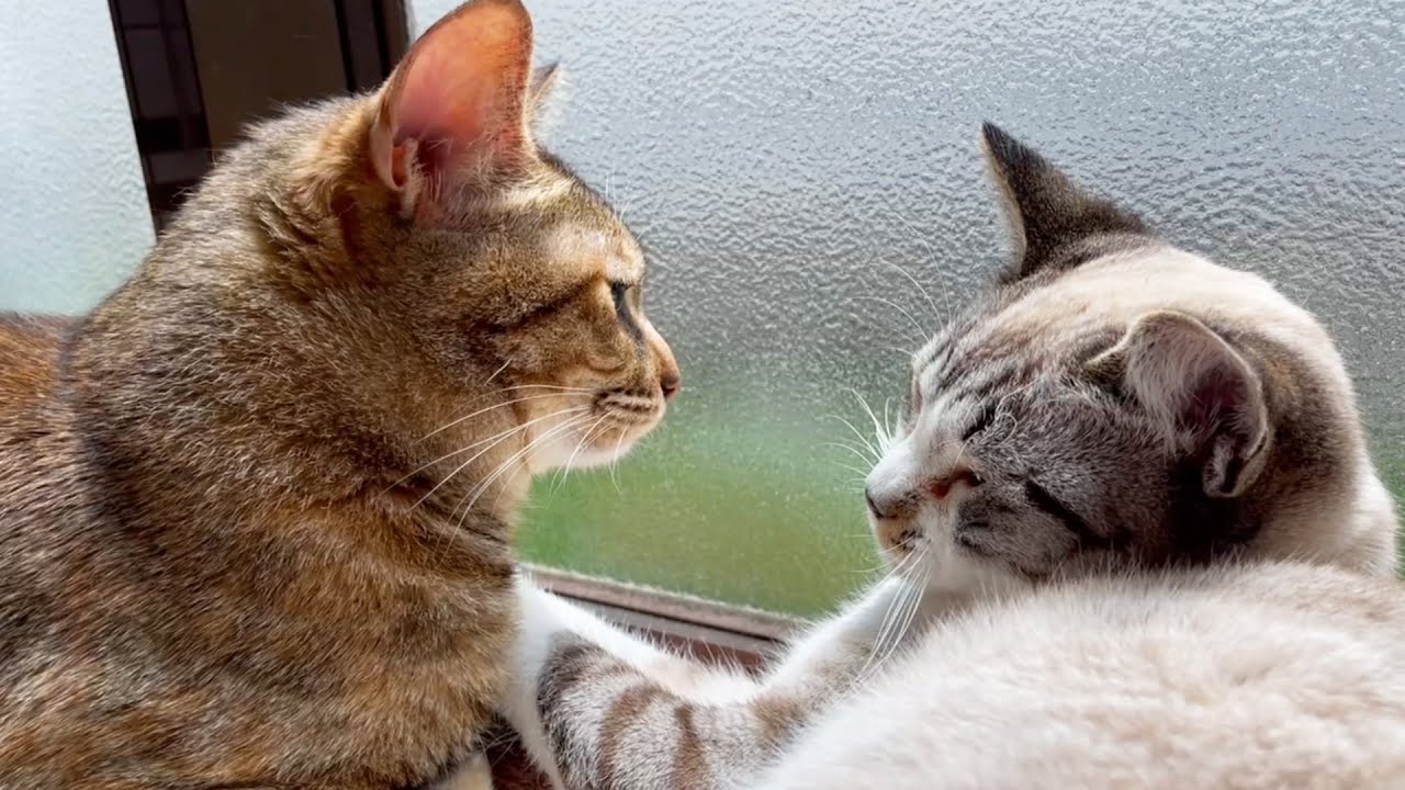 のんびり屋猫リタがちょっぴり積極的になった日♥