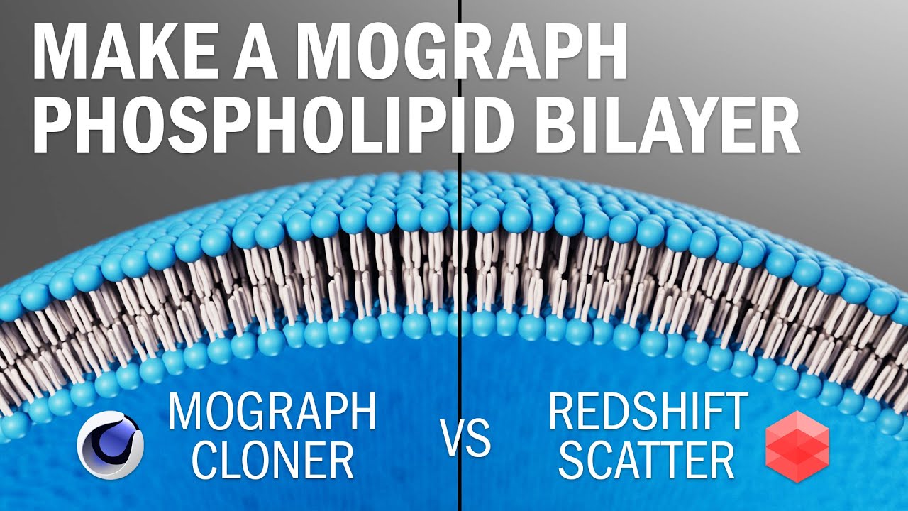 Easy Lipid Bilayer in C4D + MoGraph Cloner vs RedShift Matrix Scatter