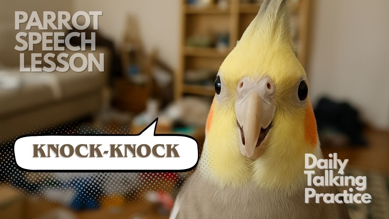 Teach Your Parrot to Talk | Knock-knock