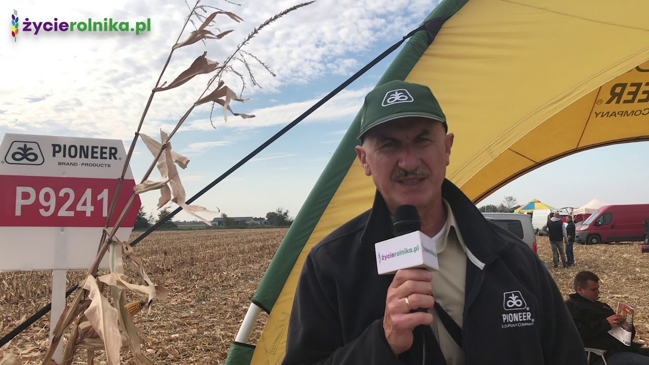 Monitoring ZBIORU KUKURYDZY/ nasiona Pioneer i FarmSaat/ Corteva - życierolnika.pl