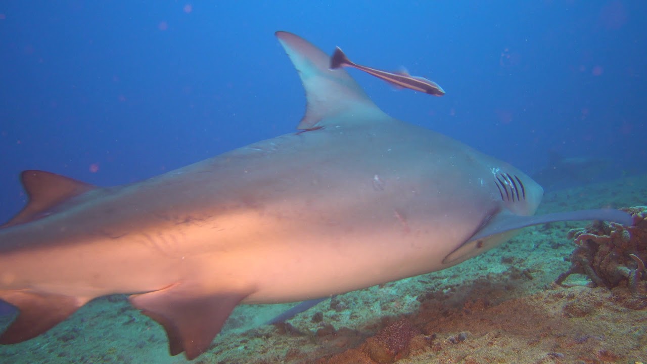Tiburones Toro  Santa Luc&iacute;a CUBA