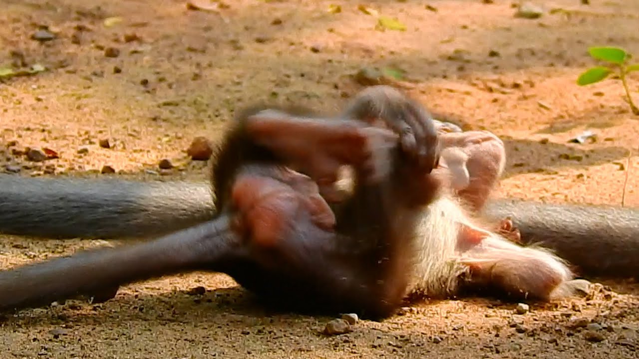Find real action, What happen to baby monkey Anissa?