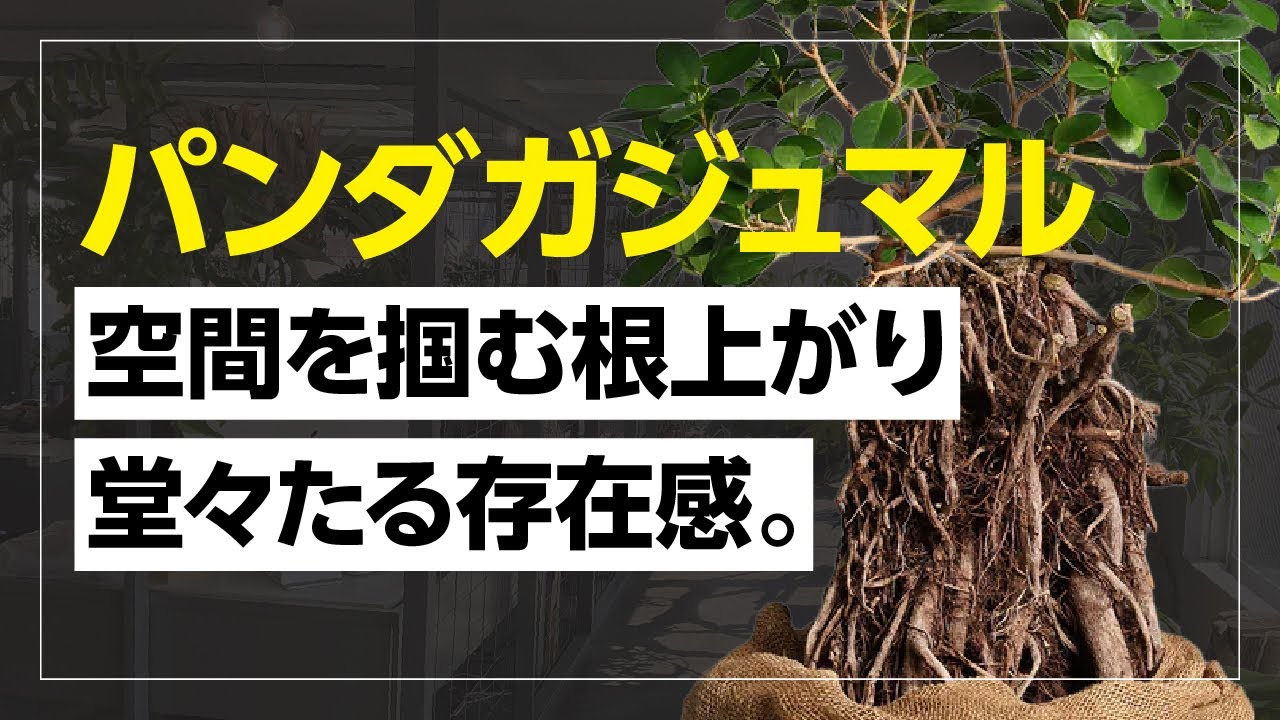 空間を掴む、極上根上りパンダガジュマル
