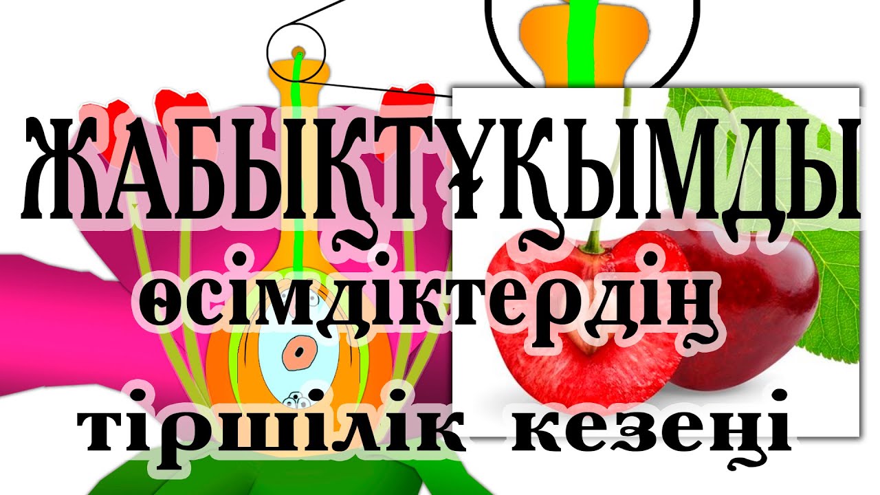 Жабықтұқымды өсімдіктердің тіршілік кезеңі. Гүлдің құрылысы. Қосарлы ұрықтану