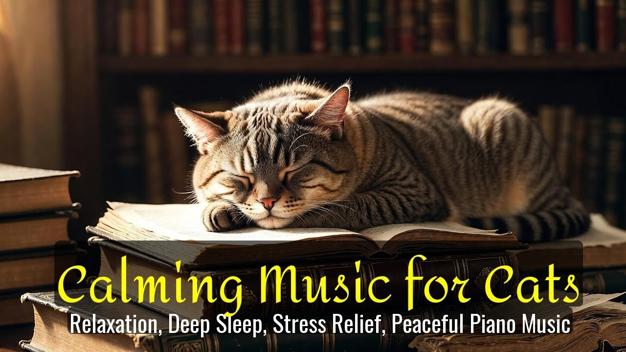 LIVE Peaceful Sleeping Cat on Sofa for Stress Free Evening 🛋️ | Season 36