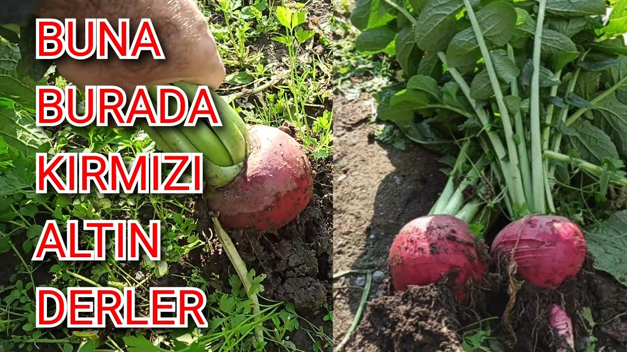 Turp Ektim Ama Baş Yapmadı Diyenler