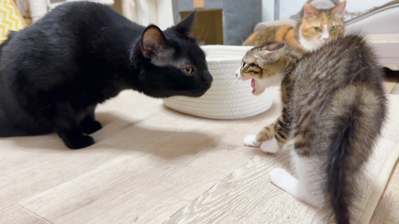 先住猫に挨拶へ行ったもののシャーしちゃった子猫 ママ猫不在の1日【ラプ保護物語】Kittens going to greet their predecessors