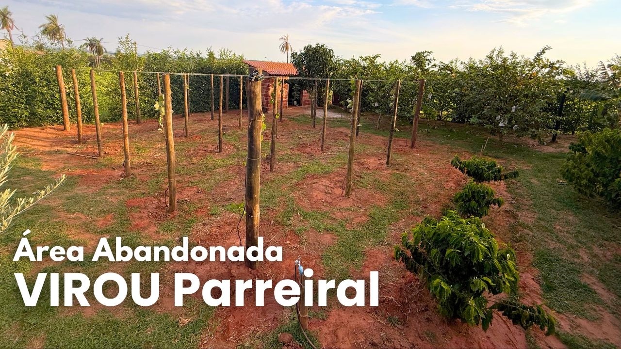 Transformei Uma Área Abandonada Em Um Parreiral - Antes e Depois