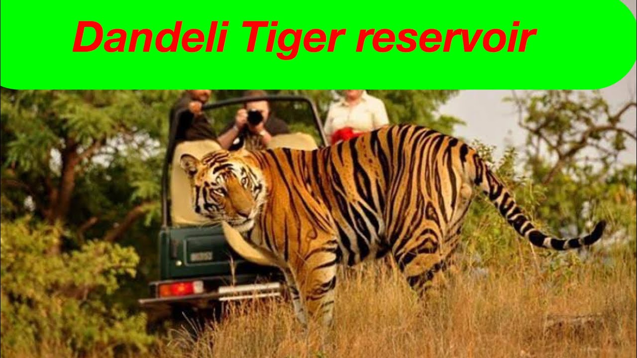 Dandeli Wild life | Tiger Reservoir
