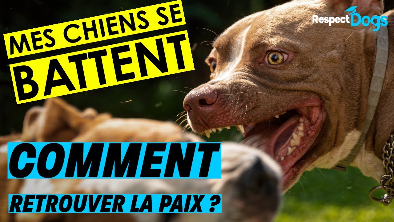 Mes CHIENS se BATTENT ! Comment faire ?