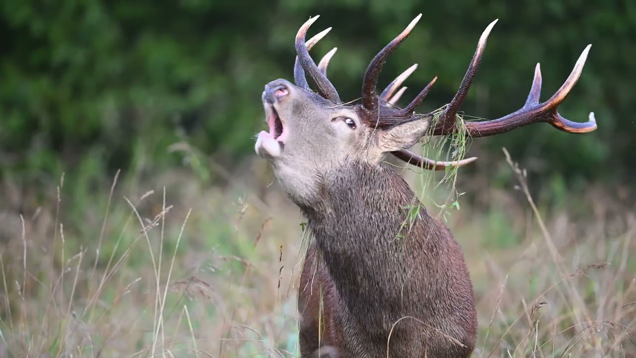 Baurs 2022 Red Deer Rut
