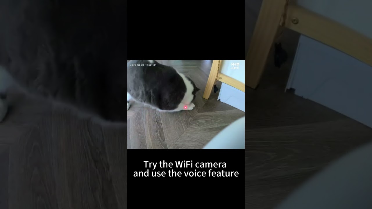 How to Help Your Cat with Separation Anxiety😿 #OSitter #HHOLOVE #OinLove