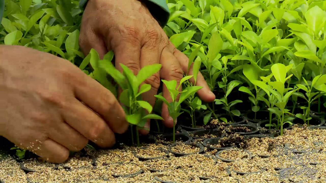VÍDEO AULA CULTIVO DE MUDAS CÍTRICAS