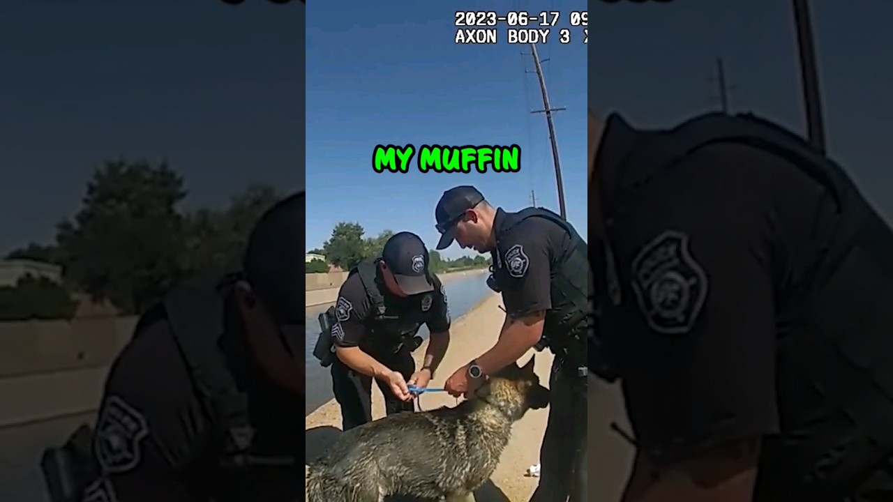 Police Officers Save Dog With a Pumpkin Muffin! ❤️ #shorts