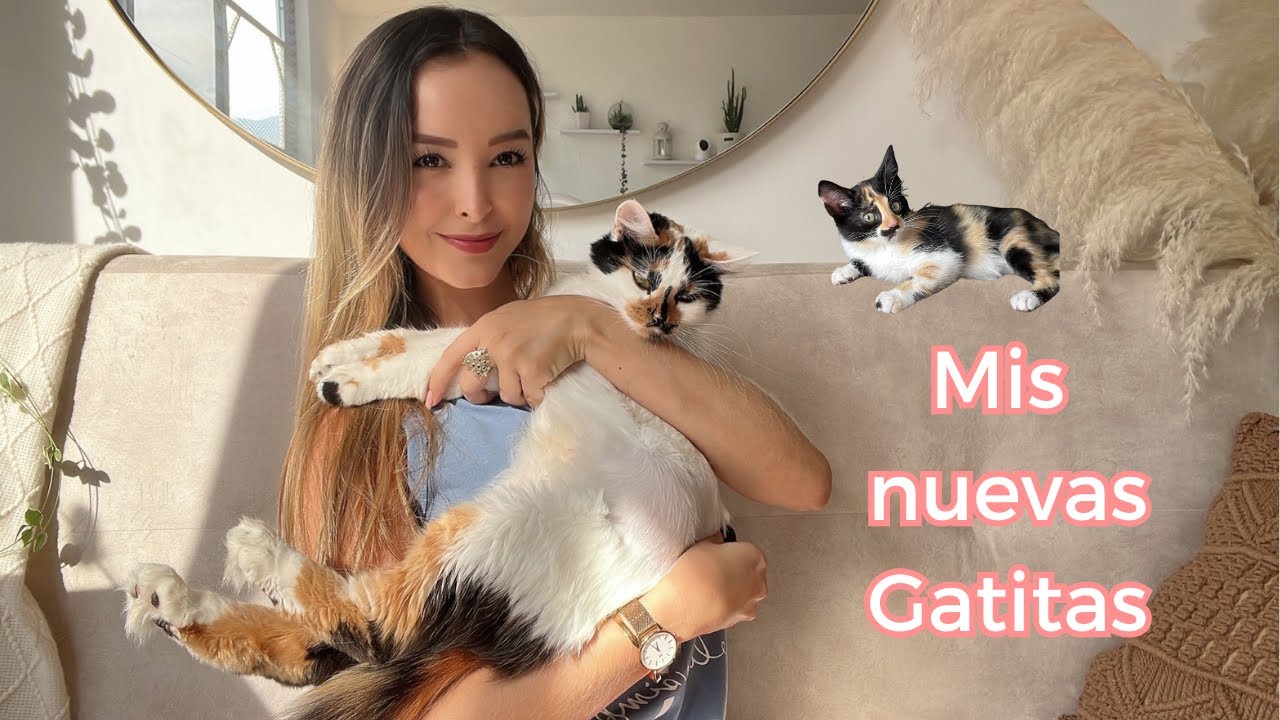 😻 Story Time! Mis nuevas Gatitas / Sara Alzate