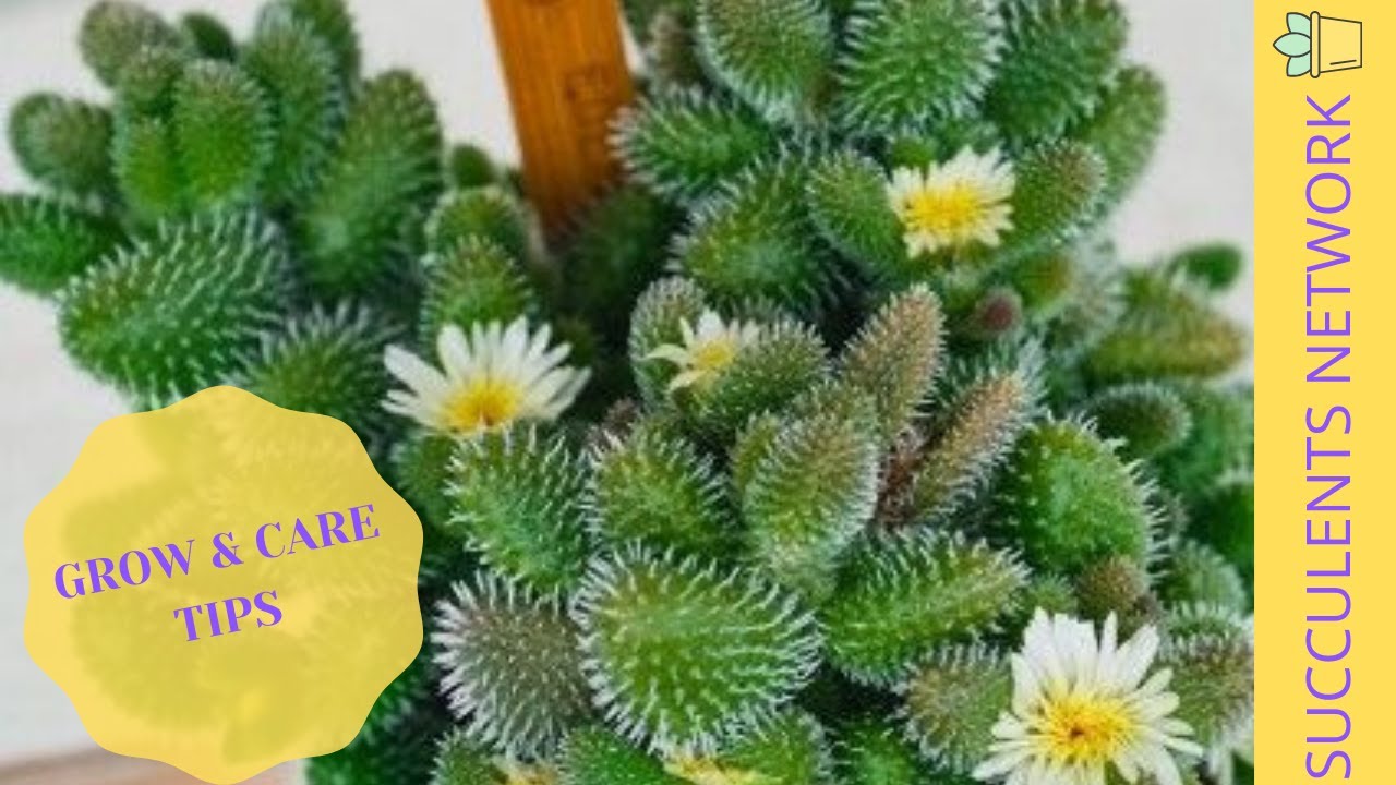 How To Care & Grow The Delosperma Echinatum