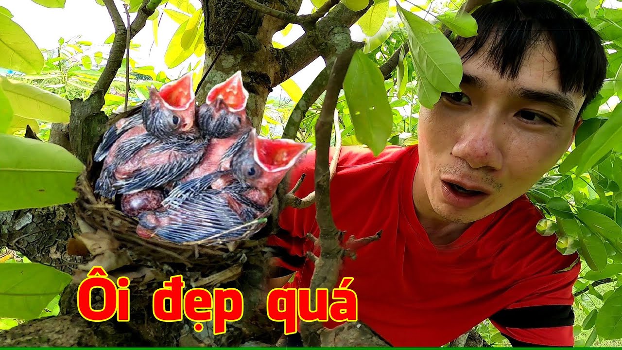 Đi tìm tổ chim tặng Fan, phát hiện tổ Chào Mào quá đẹp