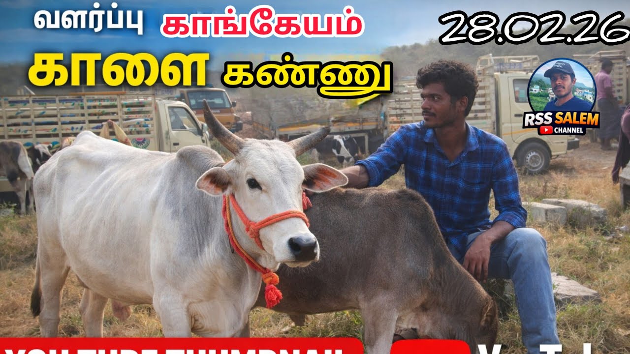 சிறந்த முறையில் வளர்ப்பிற்கு காங்கேயம் காளை கண்ணு #cow #bull #bull #animals # #jallikattu #video 