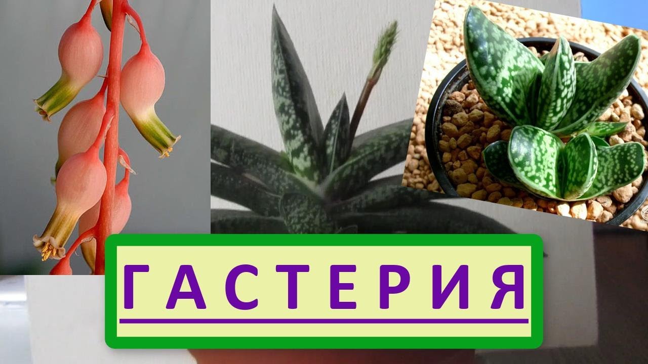 Гастерия. Суккулент Гастерия, как ухаживать и размножить