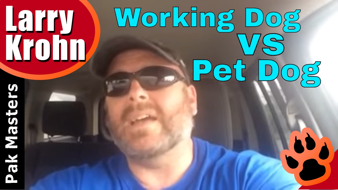 Working Dog Training vs Pet Dog Training / WHY YOU NEED BOTH