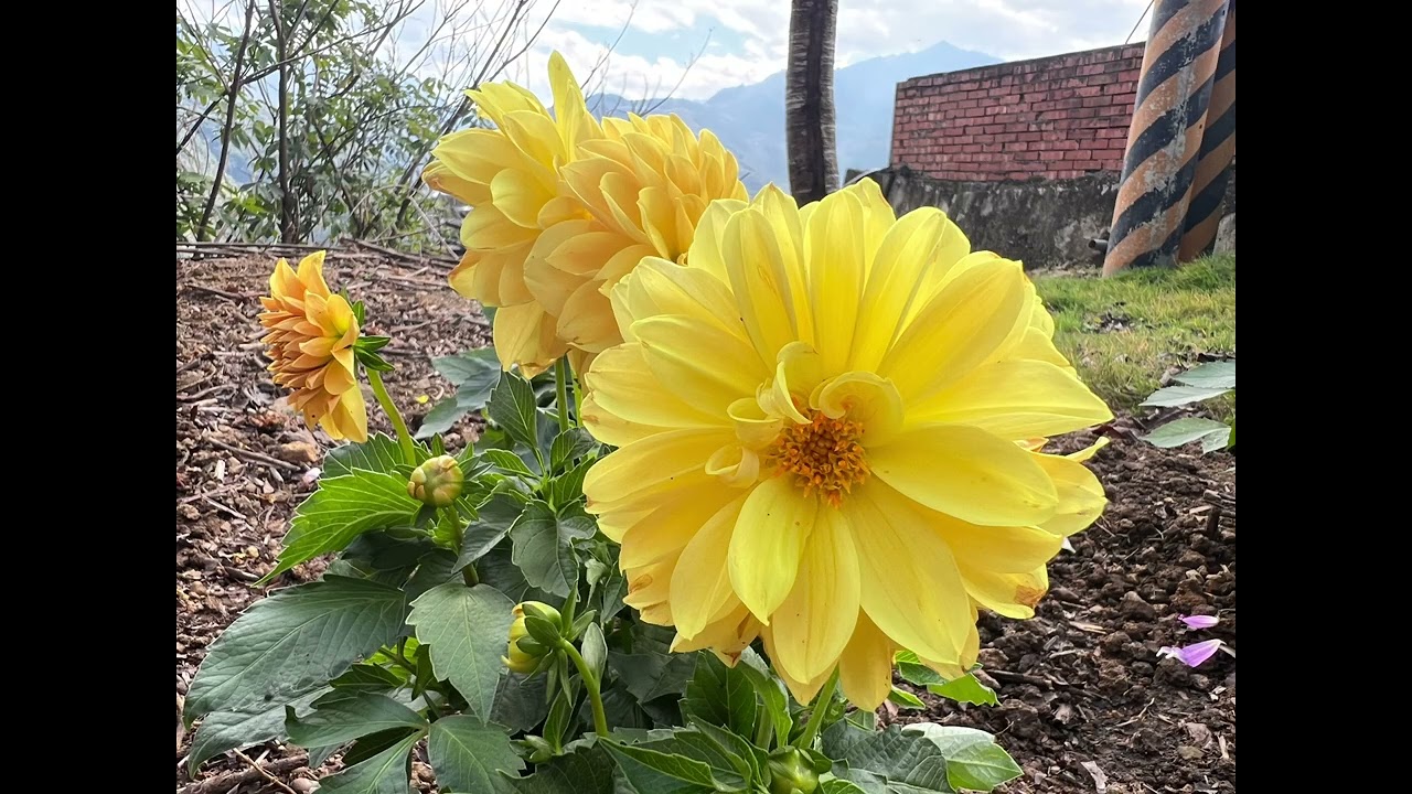 花開見喜！祝您新年快樂🎉馬上發👍大力發🥰