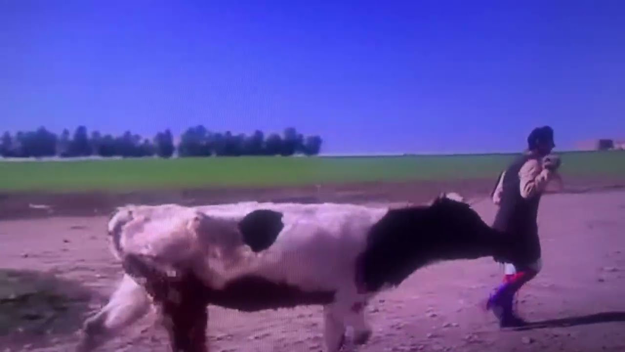 مسلسلات الزمن الجميل حلقة الأولى