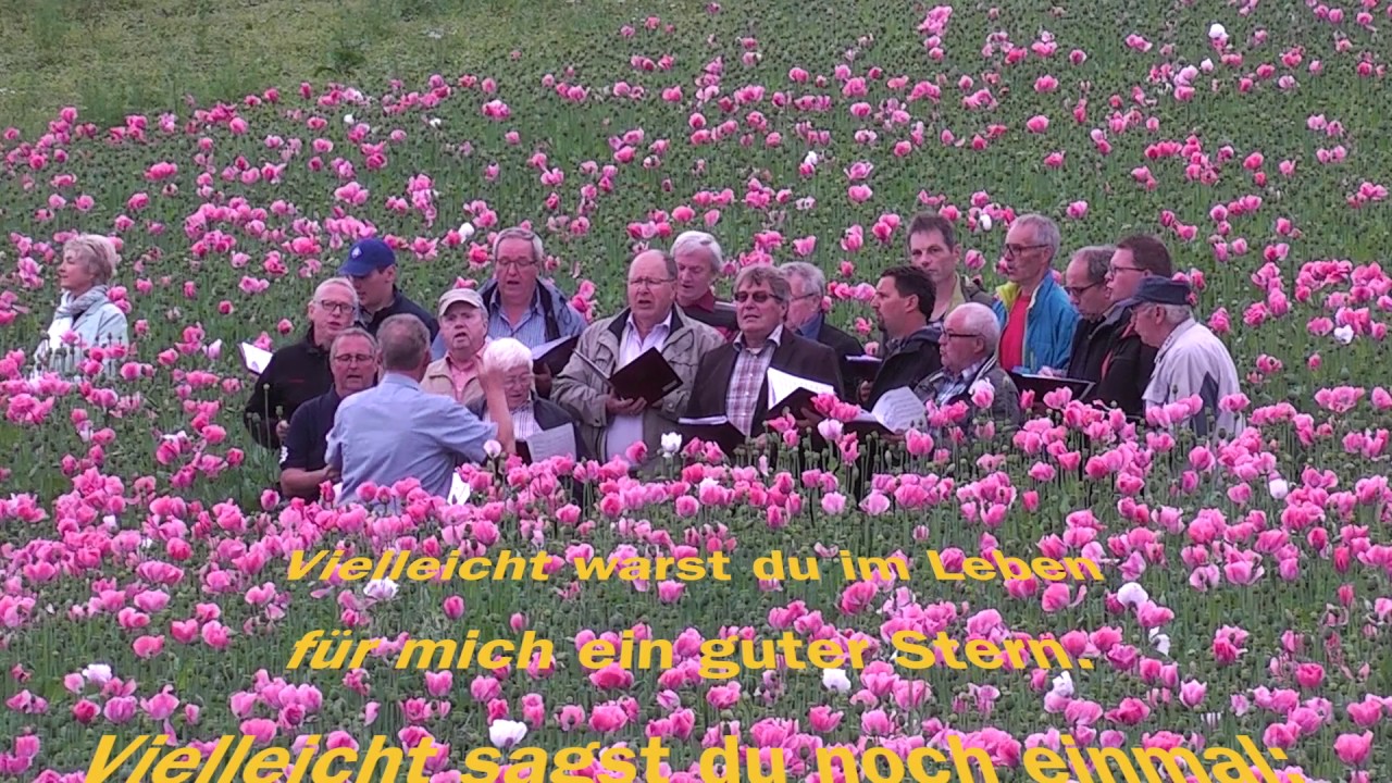 Bajazzo, Mohnbl&uuml;te Ringgau Grandenborn 2017