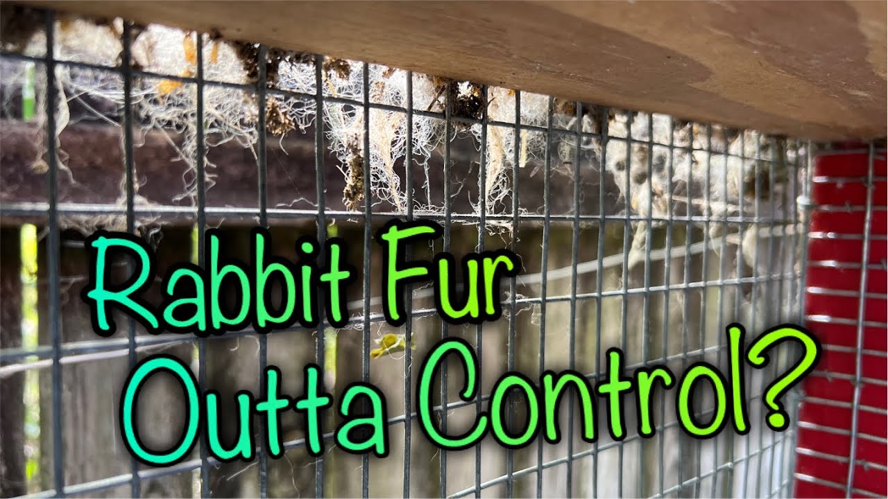How to Remove Rabbit Fur From Cage Wire - Molt - Apopka Holland Lop Rabbits