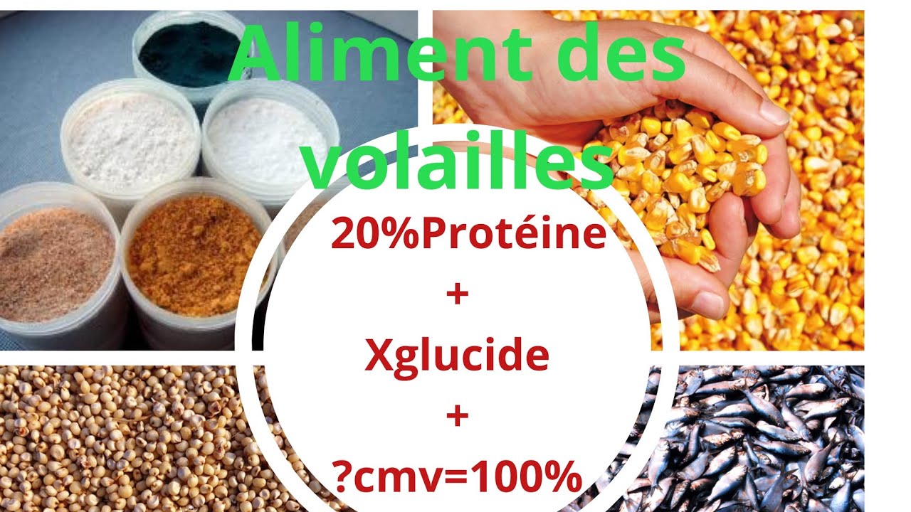 Alimentation des volailles: comment fabriquer les aliments des volailles