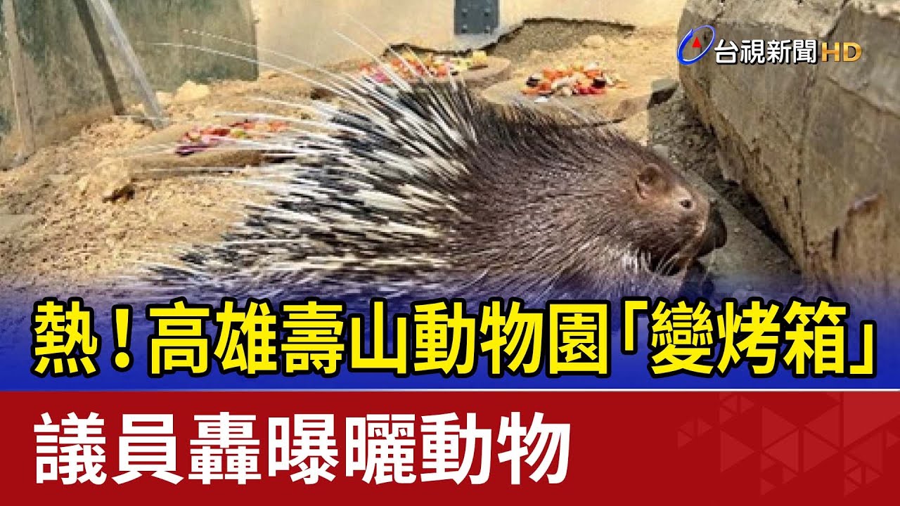 熱！高雄壽山動物園「變烤箱」 議員轟曝曬動物