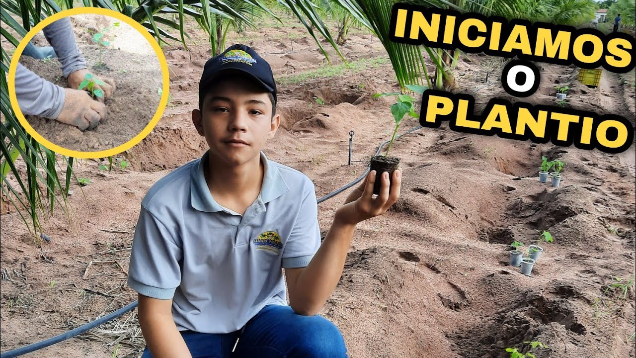 INICIAMOS O PLANTIO DAS MUDAS DE MAMÃO ||MAMÃO FORMOSA