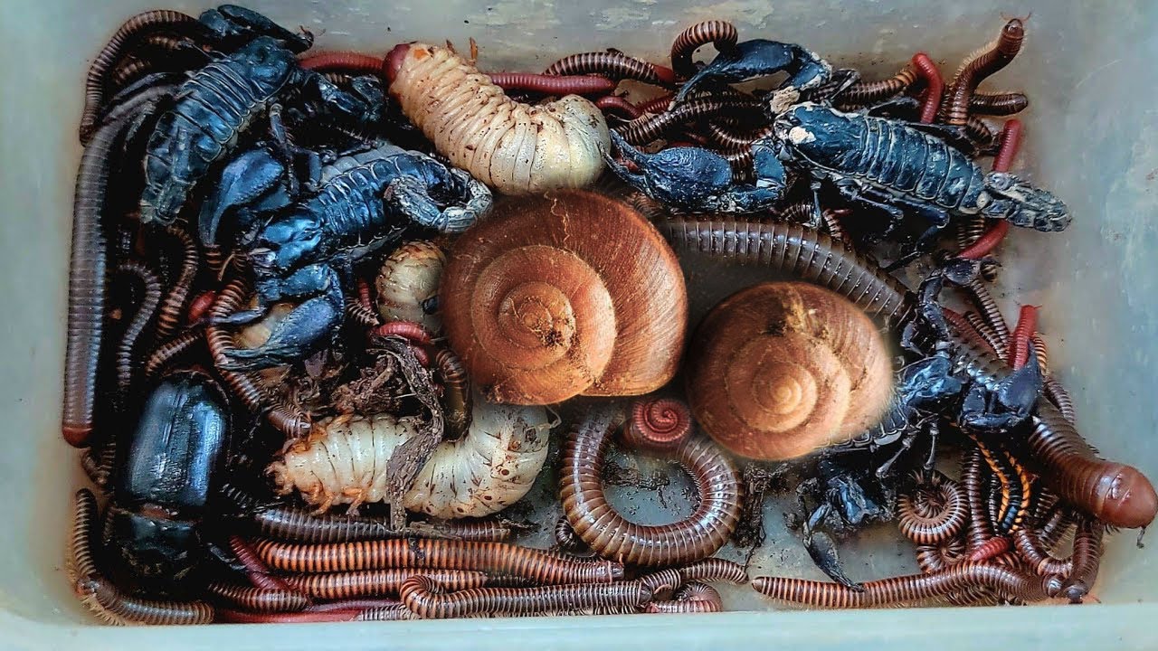 Catch Venomous Scorpion, Giant Snails and more at Mountain