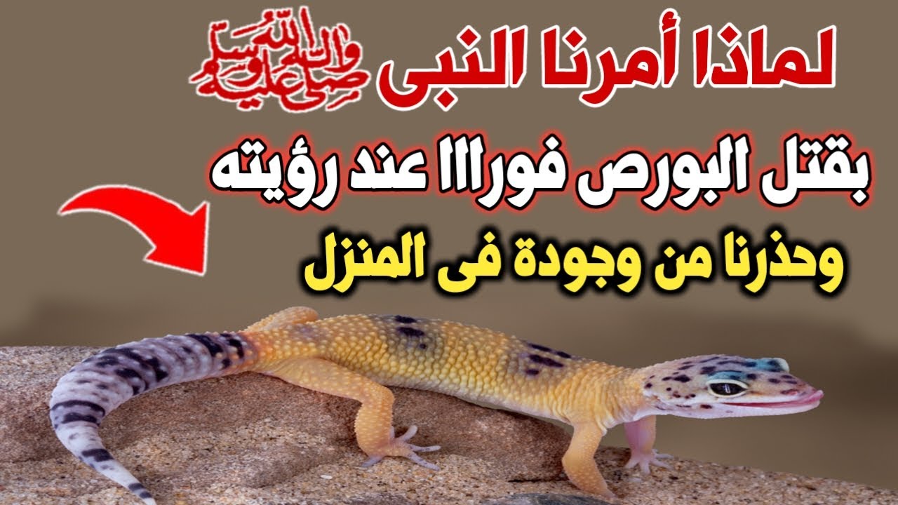 لماذا أمرنا النبى بقتل البرص أو الوزغ⁉️وماهى الأمراض التى يسببها للإنسان ⁉️اسئلة دينية _عالم الالغاز