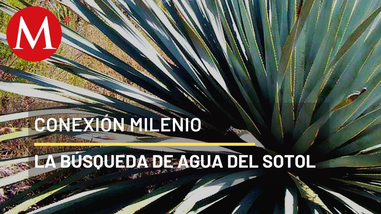 Las cucharillas, maestras de supervivencia | Conexión Milenio