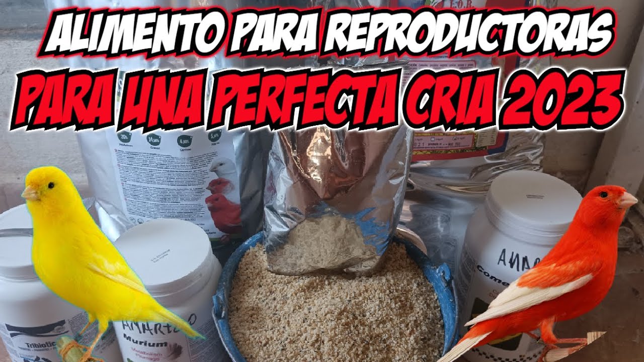 ALIMENTACION MUDA REPRODUCTORAS, PARA UNA CRIA PERFECTA 2023