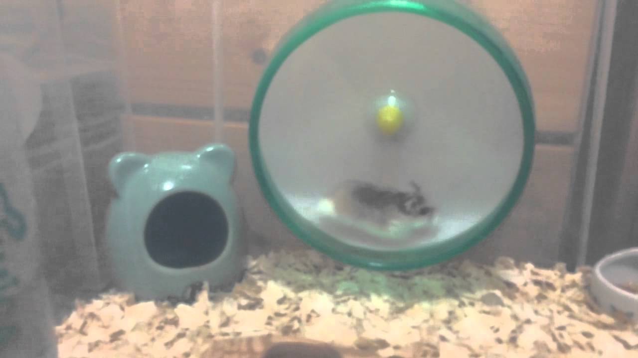 小倉鼠跑滾輪結果⋯