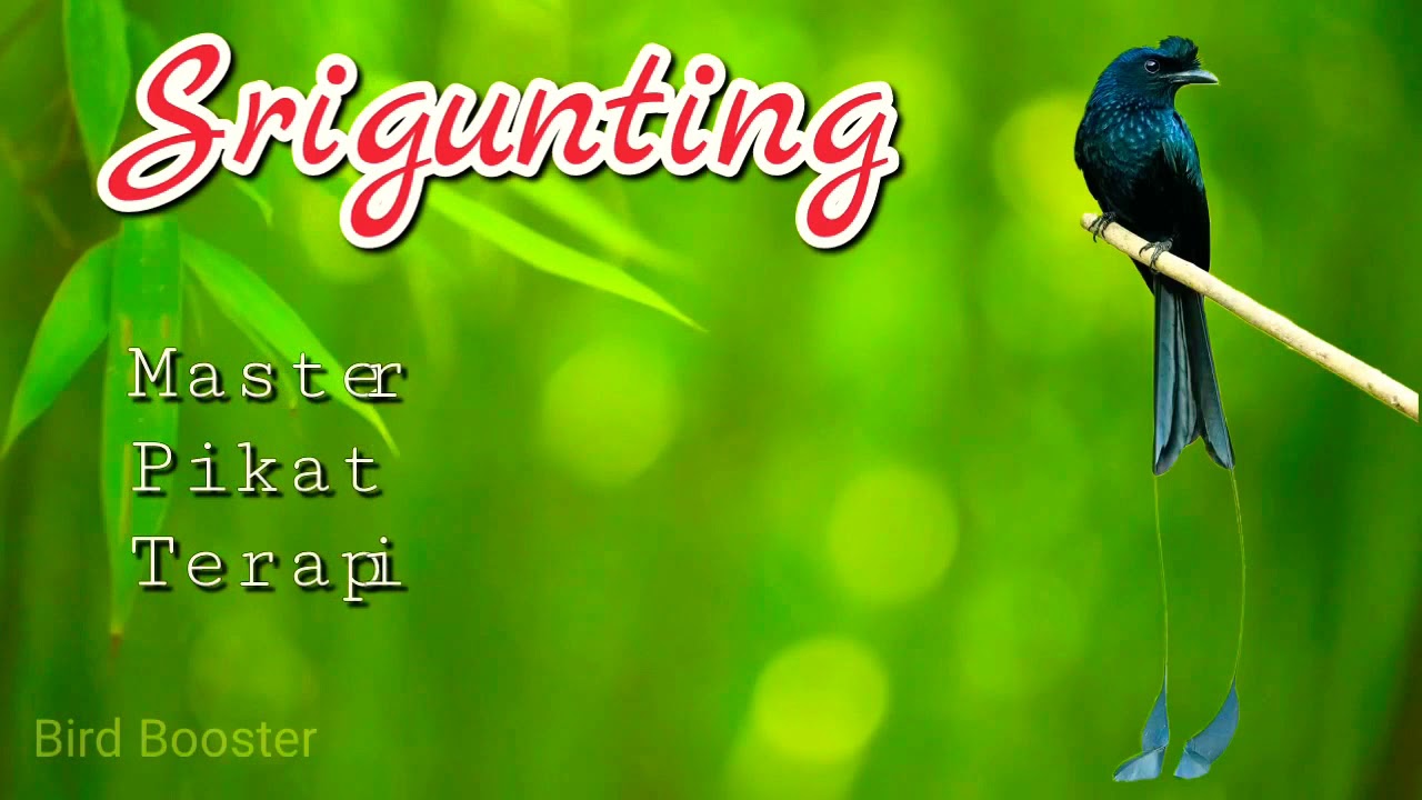 Master Pikat Terapi Burung Srigunting 100% Ampuh!!!