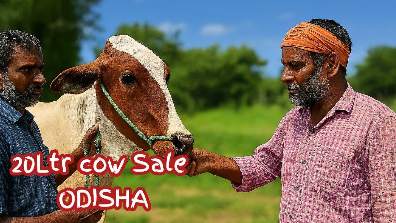 20ltr milk cow available for sale | odishare paibe high milking cow sale | dairy farming odisha 