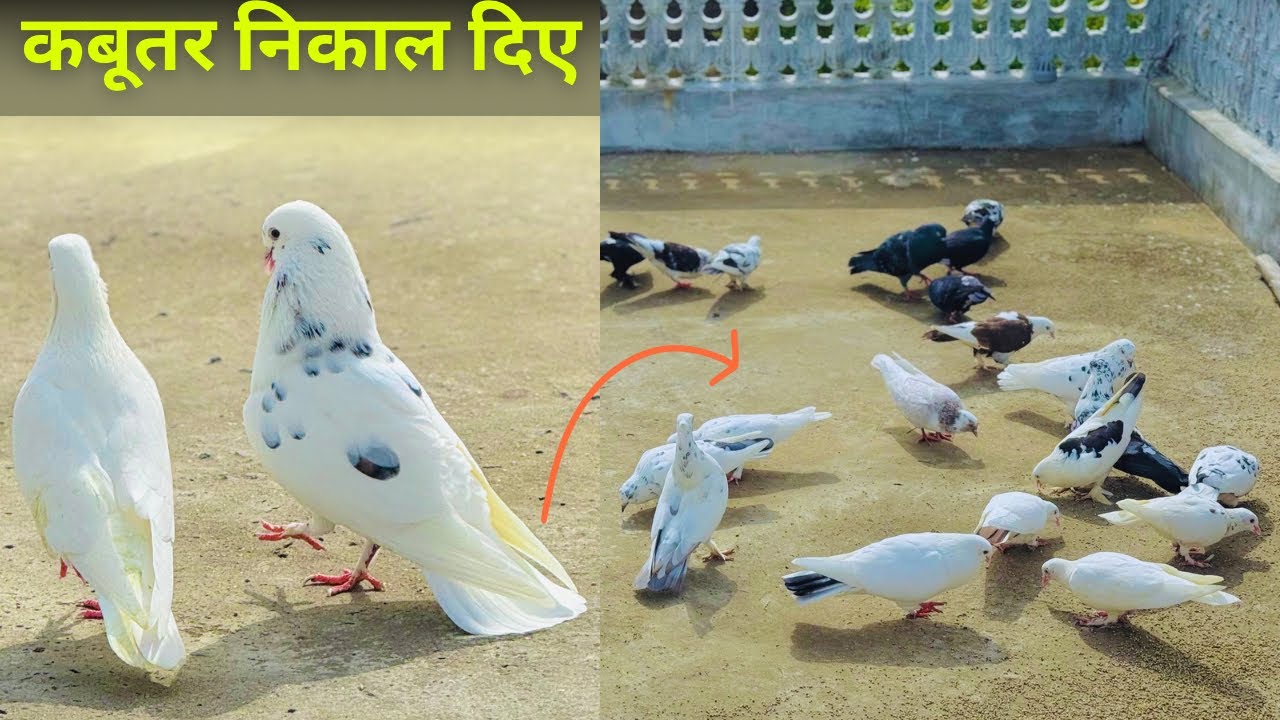 Bahut dino bad kabutar nikale bhar 😊