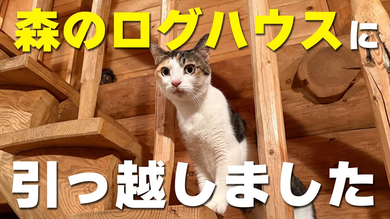 猫たちを連れて森のログハウスに引っ越しました！