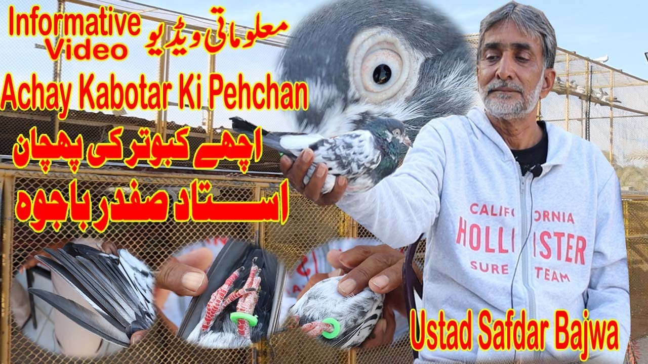 Achay Kabotar Ki Pehchan|Ustad Safdar Bajwa|How to identify a good Pigeon|Informative Video|Tips
