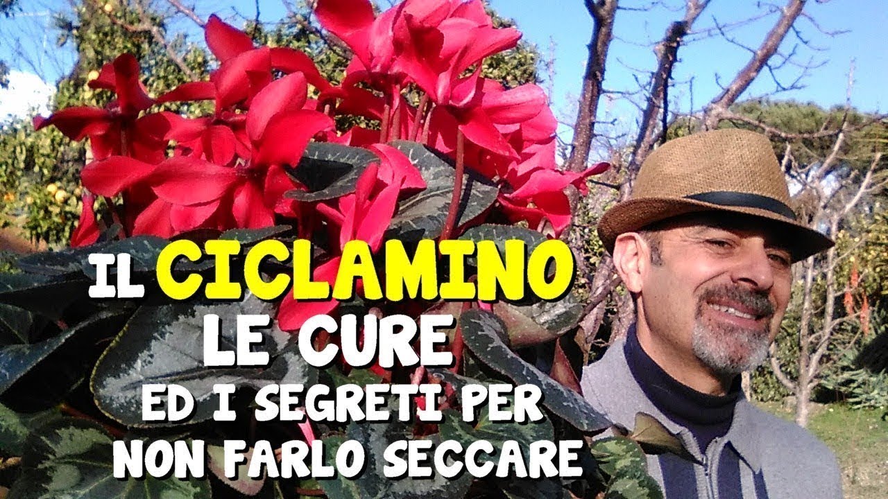 IL CICLAMINO CURE E SEGRETI PER NON FARLO SECCARE