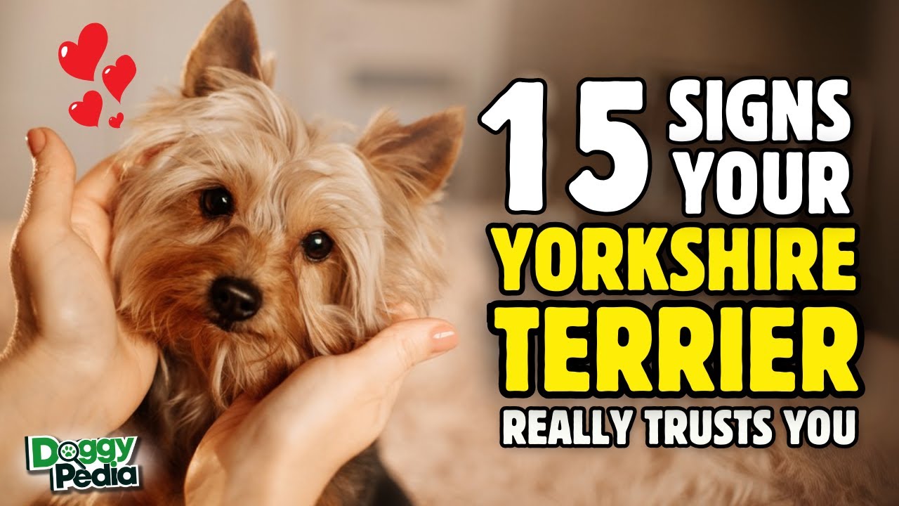 15 Signs Your Yorkshire Terrier REALLY Trusts You
