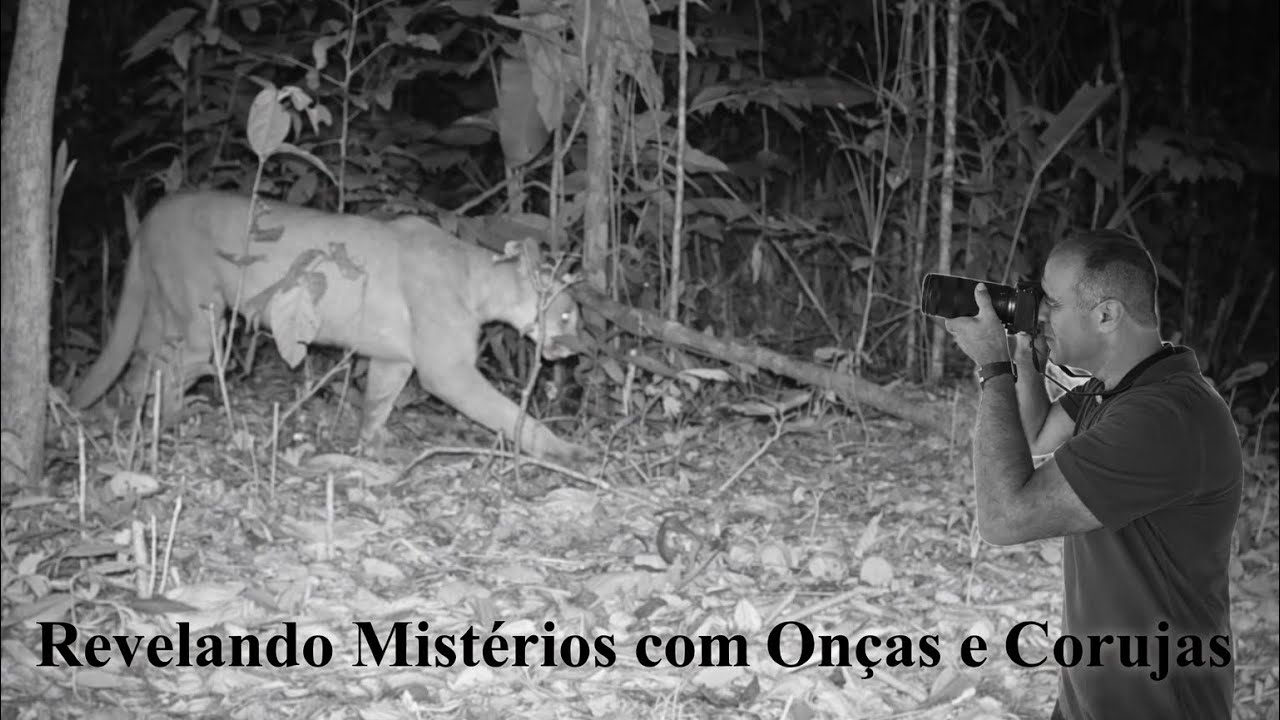 Revelando Mistérios com Onças e Corujas