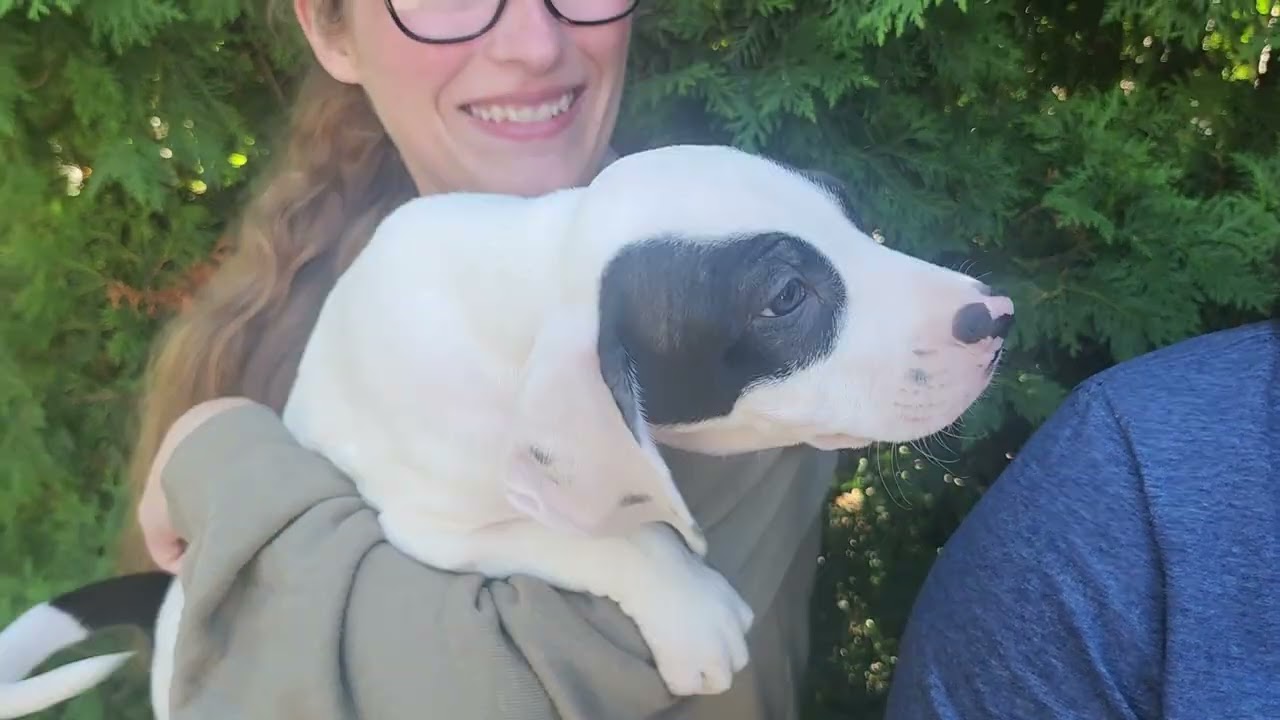 Jet Pet 