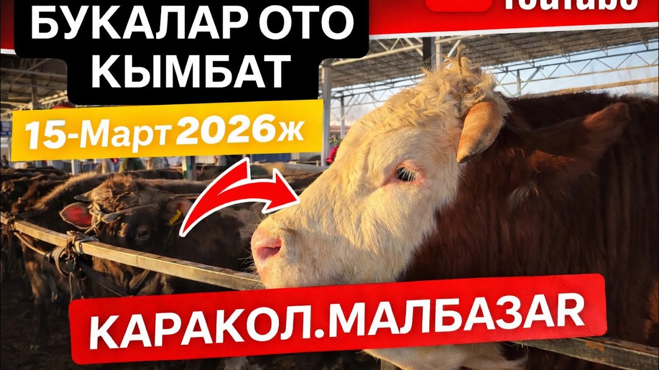 КАРАКОЛ.МАЛБАЗАРДА БУКАЛАР ОТО КЫМБАТ  БОЛДУБУ? 15-Март 2026ж #part3