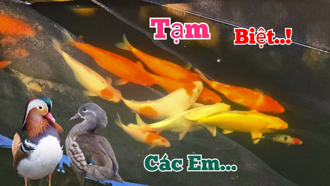 1 Ng&agrave;y Tạm Biệt Nhiều Con Vật V&agrave; Vui Mừng Đ&oacute;n Tin Vịt Uy&ecirc;n Ương Đẻ Tiếp...