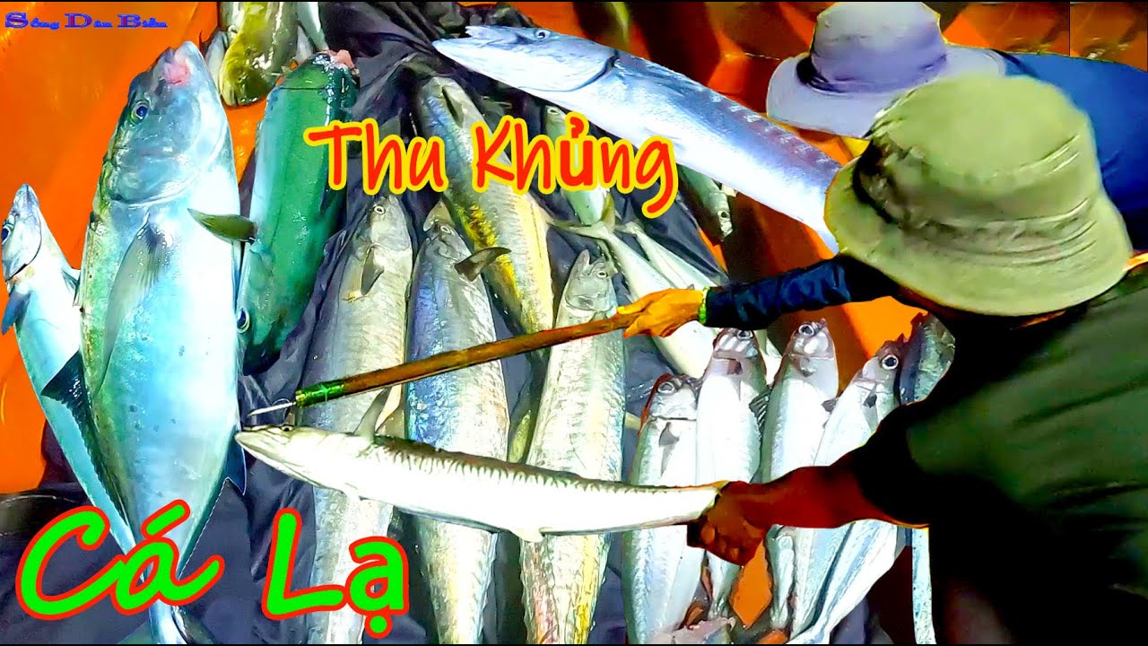 CÂU TAY 18║Bất Ngờ Vác Câu Toàn Cá Lạ Và Cá Thu Khủng.fishing.